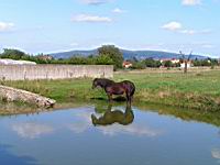 Cheval dans l'eau (03)